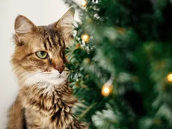 How to Get Cats to Leave the Christmas Tree Alone: 12 Vet Reviewed Tips
