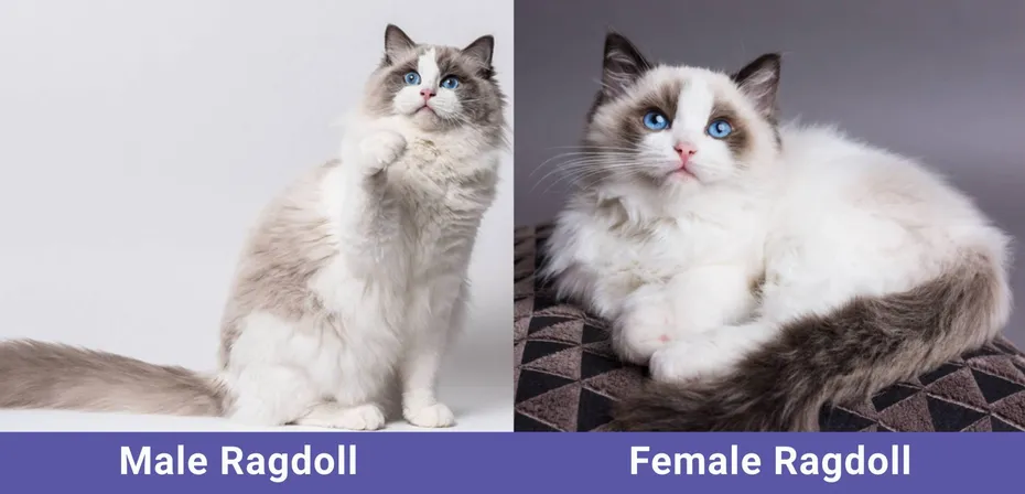CATSTER side by side Male VS Female Ragdoll