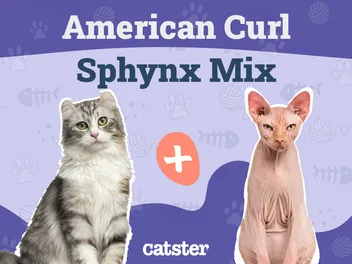 Elf Cat Breed Info: Pictures, Temperament & Traits