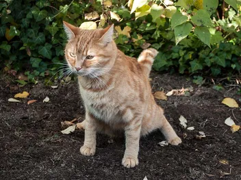 Do Cats Poop Out of Spite? Vet-Verified Reasons & Feline Behavior Explained