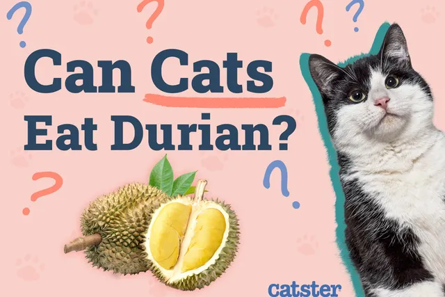Can Cats Eat Durian? Vet Approved Facts & FAQ