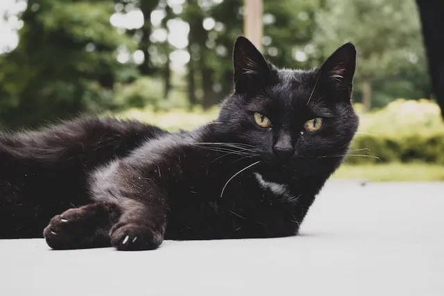 50 Black Cat Memes – Silly & Adorable Felines
