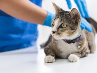 MRI For Cats: Our Vet Explains What Is It, Uses & Costs