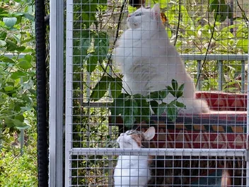 4 Amazing DIY Cat Run Plans You Can Create at Home