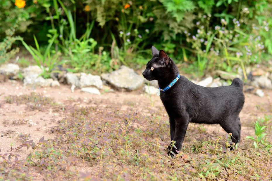 Black Japanese Bobtail