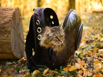 Is It Cruel to Use a Cat Backpack? Vet Reviewed Safety Tips & Risks