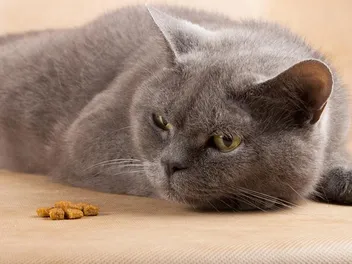 Stomatitis in Cats: Vet Reviewed Risks, Causes, Signs & Treatments
