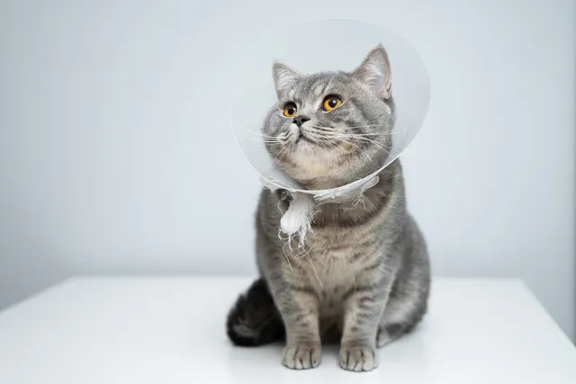 What Are E-Collars for Cats? Vet-Reviewed Types, Pros, Cons & FAQ