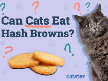Can Cats Eat Hash Browns? Vet-Reviewed Facts & FAQ