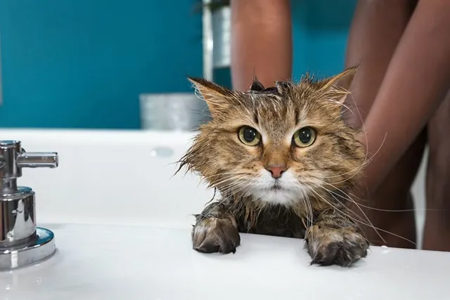 Does Palmolive Kill Fleas on Cats? Vet Reviewed Effectiveness & Safety Explored