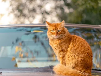 How to Keep Cats Off Your Car: 16 Vet Approved Ideas