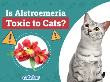 Is Alstroemeria Toxic to Cats? Vet-Approved Advice