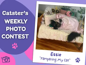 Catster’s Weekly Photo Contest Winners: Pampering My Cat (August 17, 2026)
