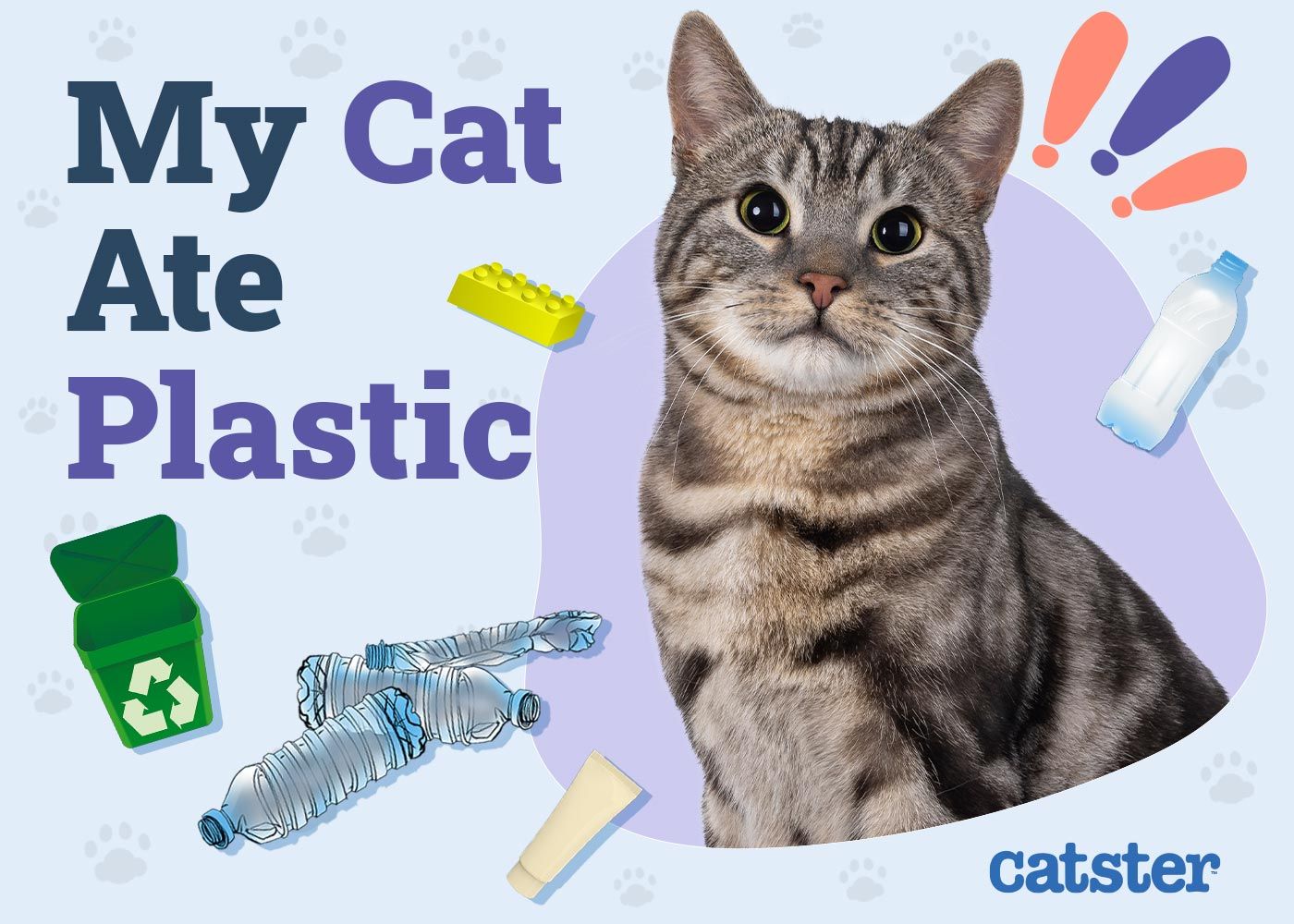 My Cat Ate Plastic