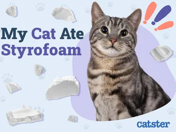 My Cat Ate Styrofoam! Here’s What to Do (Vet Answer)
