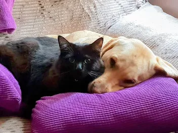 Zelda Loves Bailey, But HATES Being Brushed