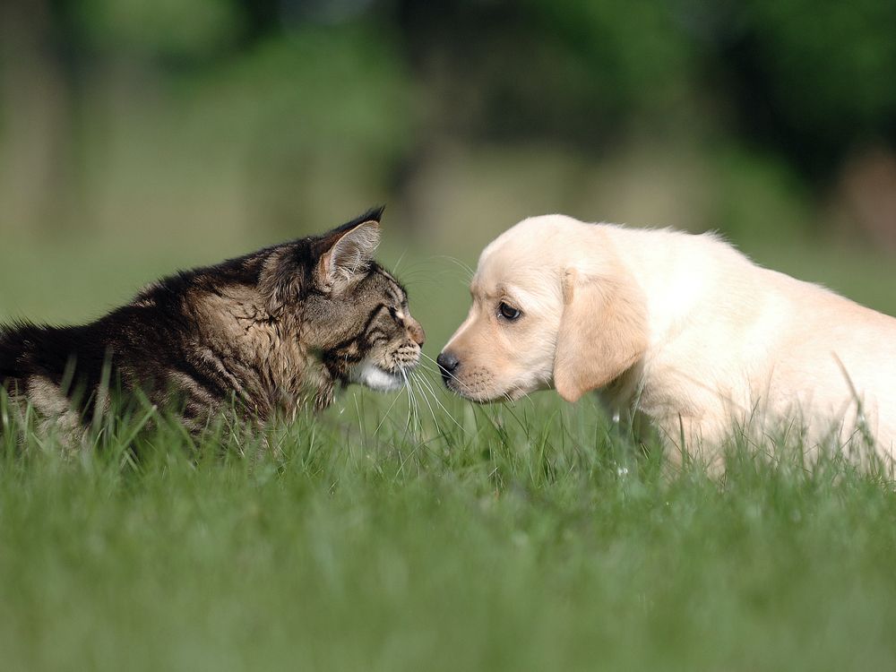 cat and dog nose to nose outdoors