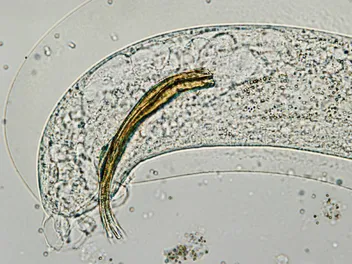 Lungworm In Cats (Vet Answer): Signs, Causes, Care & FAQ