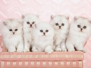 Persian Kittens For Sale in Georgia: Breeders List 2026