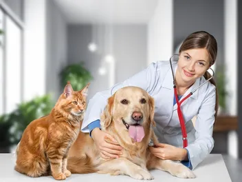 Five Freedoms of Animal Welfare: How Vets Apply Them to Cats