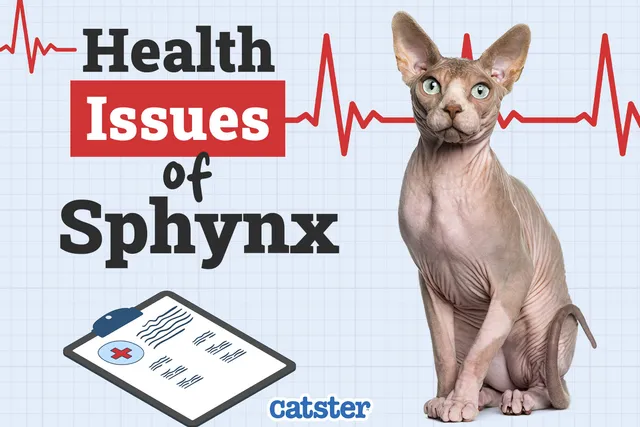 Sphynx Cat Health Problems: 6 Vet-Reviewed Issues