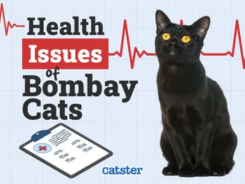 Bombay Cat Health Problems: 5 Common Issues