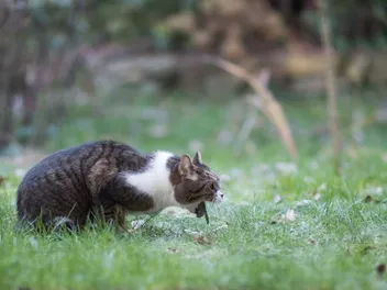 Why Does My Cat Throw Up Every Day? 10 Vet-Verified Reasons