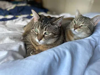 Somebody to Lean On: Financial Help Resources for Cat (& Pet) Owners