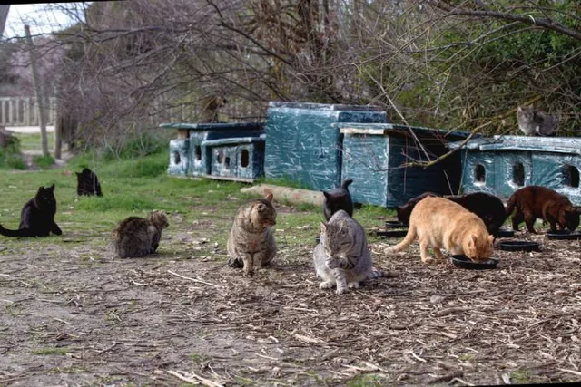 What Are the World’s Most Unique Cat Rescues? 6 Sanctuaries & FAQ