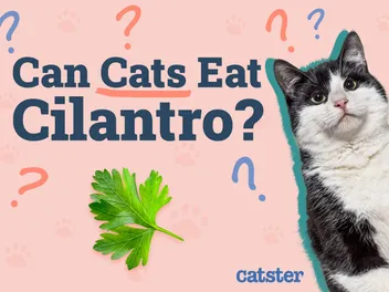 Can Cats Eat Cilantro? Vet-Reviewed Nutritional Facts & FAQ
