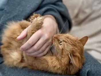 Why Does My Cat Bite Me Unprovoked? 5 Vet-Reviewed Reasons for this Behavior