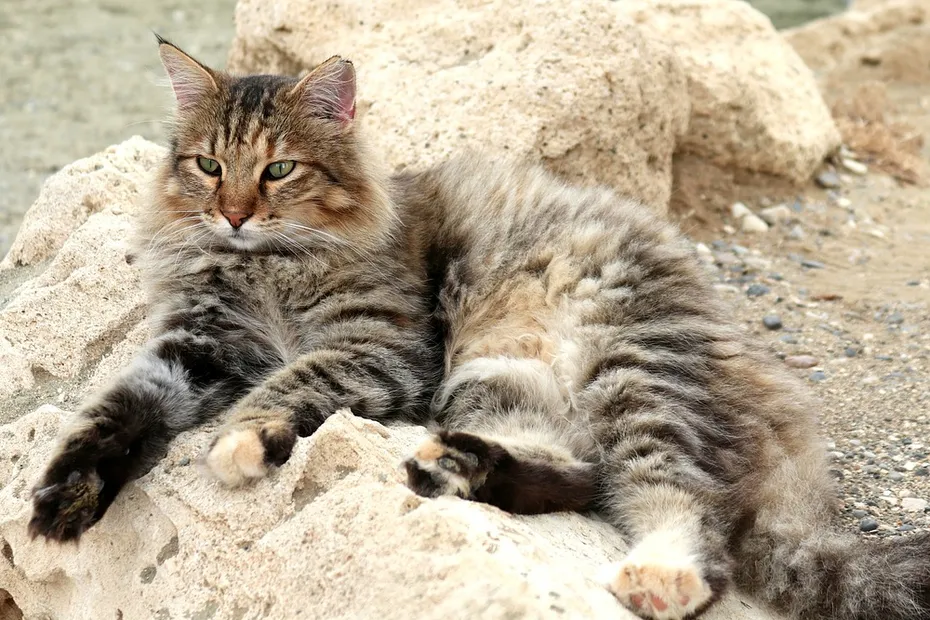 cat sunbathing while lying on the rock