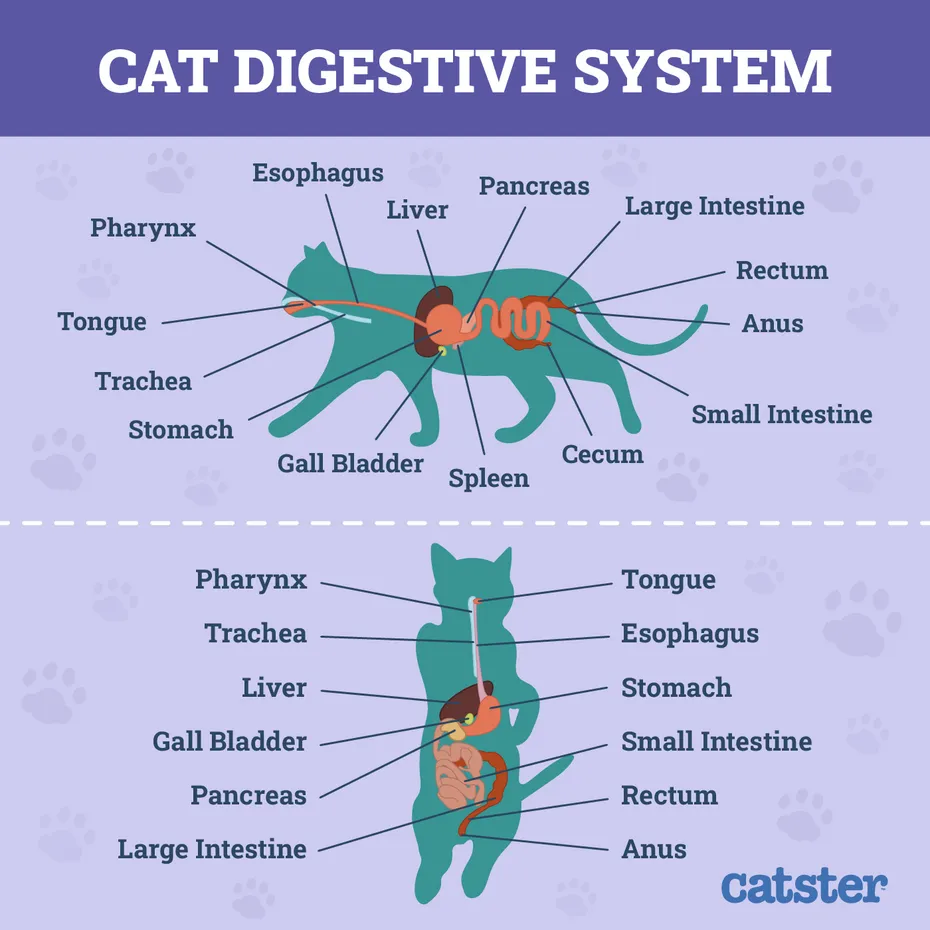 cat digestive system