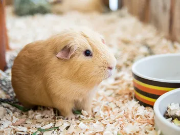 Will My Cat Eat My Guinea Pig? Risks, Safety Tips & FAQ (Vet-Verified)
