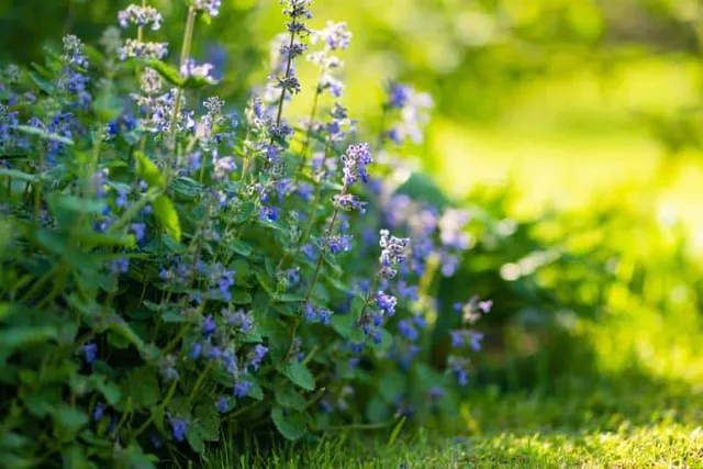 Can Catnip Give Cats Diarrhea? Feline Health Facts & FAQs