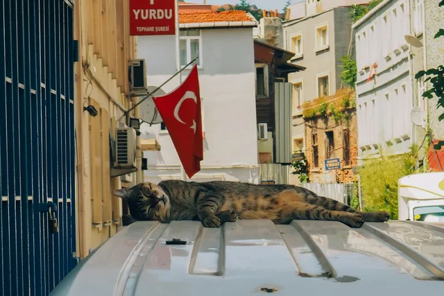 Why Are There So Many Cats In Istanbul? The Wonderful Relationship Between the City & Its Cats