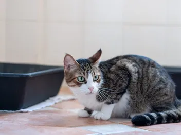 Constipation in Cats: Our Vet Explains the Signs, Causes & Treatment