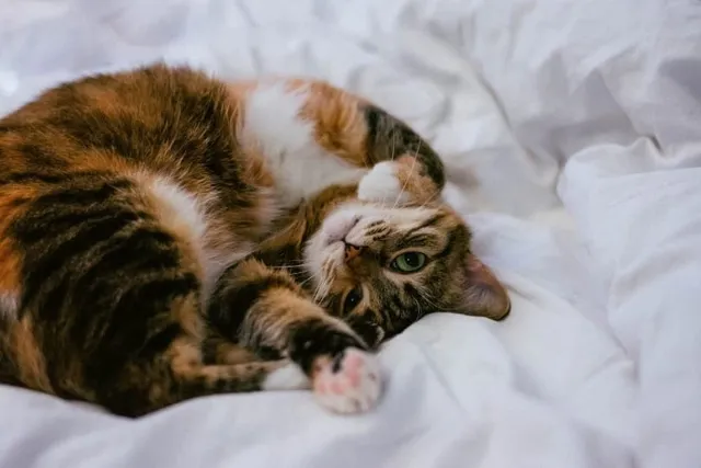 Why Is My Cat So Affectionate in the Morning? Vet-Verified Facts & FAQ