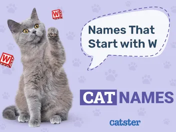 150+ Cat Names That Start with W: Wonderful & Wondrous Options