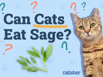 Can Cats Eat Sage? Vet-Reviewed Nutritional Facts & FAQ