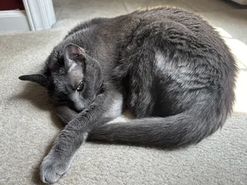 Do You Have a Guard Cat? How Olga Guards Her Territory