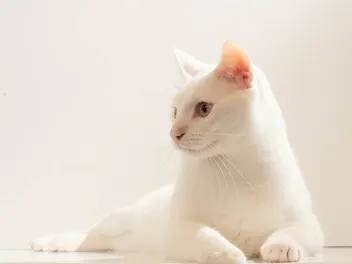 What Kind of Cat Is Smudge From the Internet Memes? Iconic Kitty Facts