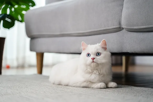 White Persian Cat: Info, Pictures, Facts & Origins