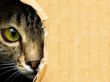 9 Tips for Helping Your Cats Adjust to a Smaller Space in Your New Home