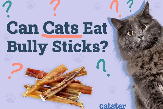 Can Cats Eat Bully Sticks? Vet Approved Nutrition Advice
