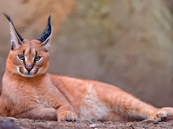 Do Caracals Make Good Pets? Vet-Verified Ethics, Legality & Facts