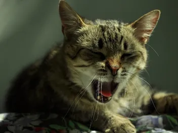 My Cat Coughs After Drinking Water, What Should I Do? Our Vet Answers