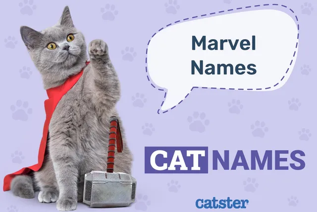 175 Marvel Cat Names: Great Names for Your Super Kitty