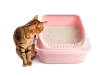 Cat Peeing in Front of the Litter Box? 14 Vet-Reviewed Solutions to Try