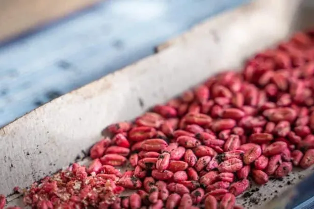 Will a Cat Eat Rat Poison? How to Use It Safely Around Them